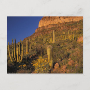 Postal Norteamérica, EE.UU., Arizona, Cactus de tuberías 