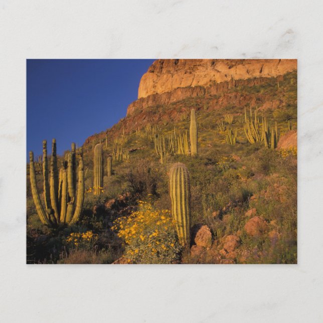 Postal Norteamérica, EE.UU., Arizona, Cactus de tuberías  (Anverso)