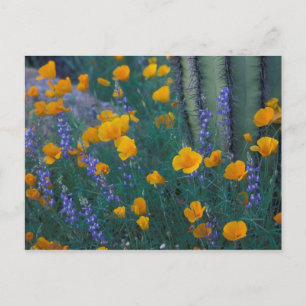 Postal Norteamérica, EE. UU., Arizona, Cactus de tubo de 