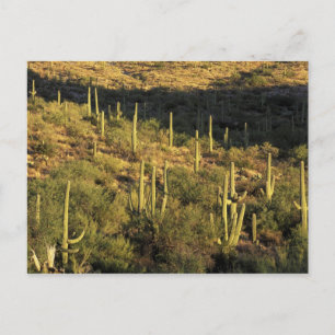 Postal Norteamérica, EE. UU., Arizona, Desierto de Sonora