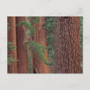 Postal Norteamérica, EE. UU., California, Yosemite NP,