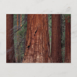 Postal Norteamérica, EE. UU., California, Yosemite NP, 2