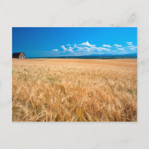 Postal Norteamérica, EE. UU., Idaho. Campo de cebada en