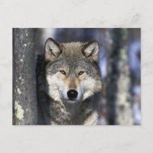 Postal Norteamérica, EE. UU., Minnesota. Lobo Canis