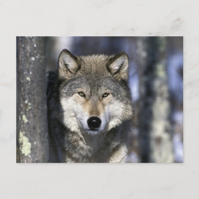 Postal Norteamérica, EE. UU., Minnesota. Lobo Canis (Anverso)