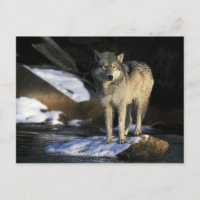 Norteamérica, EE. UU., Minnesota. Lobo (Canis