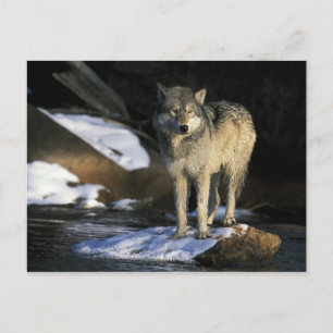 Postal Norteamérica, EE. UU., Minnesota. Lobo (Canis