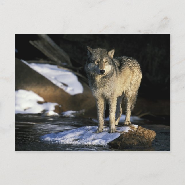 Postal Norteamérica, EE. UU., Minnesota. Lobo (Canis (Anverso)