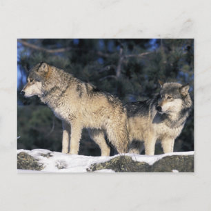 Postal Norteamérica, EE. UU., Minnesota. Lobo Canis 2
