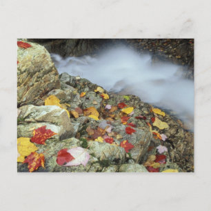 Postal Norteamérica, EE. UU., NH, Otoño en Nueva Inglater