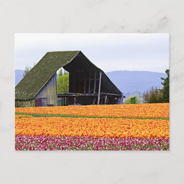 Postal Norteamérica, EE. UU., Washington, Valle de Skagit (Anverso)
