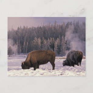 Postal Norteamérica, EE.UU., Wyoming, Yellowstone NP,