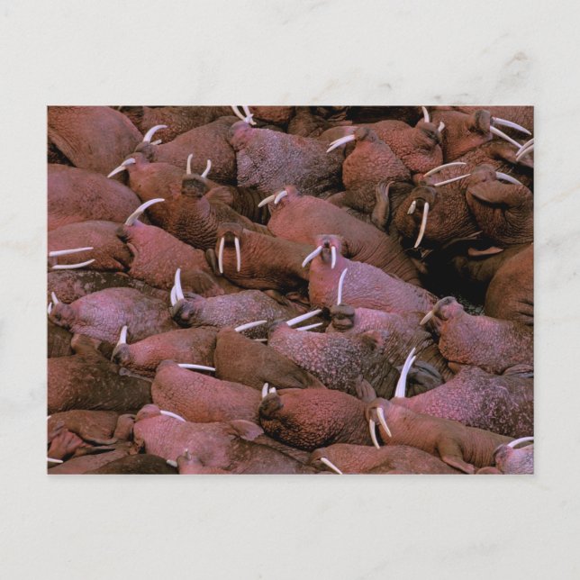 Postal Norteamérica, Estados Unidos, Alaska, Delta del Yu (Anverso)