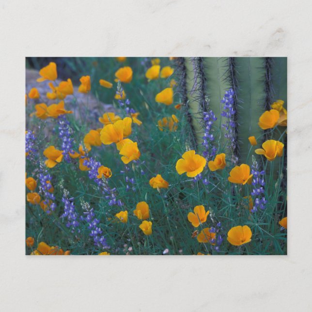 Postal Norteamérica, Estados Unidos, Arizona, Cactus de t (Anverso)