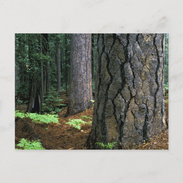 Postal Norteamérica, Estados Unidos, California, Yosemite (Anverso)