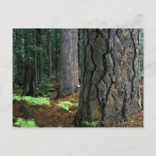 Postal Norteamérica, Estados Unidos, California, Yosemite