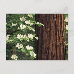 Postal Norteamérica, Estados Unidos, California, Yosemite