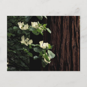 Postal Norteamérica, Estados Unidos, California, Yosemite