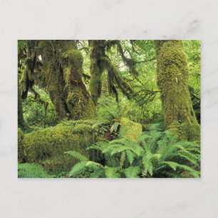 Postal Norteamérica, Estados Unidos, Washington, Olimpiad