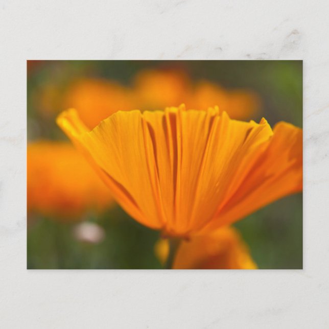 Postal Norteamérica, Estados Unidos, Washington, Seattle, (Anverso)