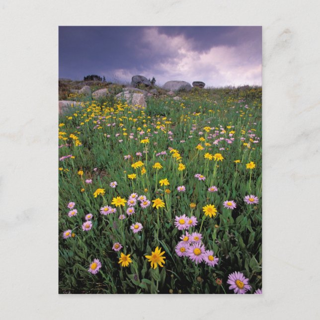 Postal Norteamérica, Estados Unidos, Wyoming, Yellowstone (Anverso)