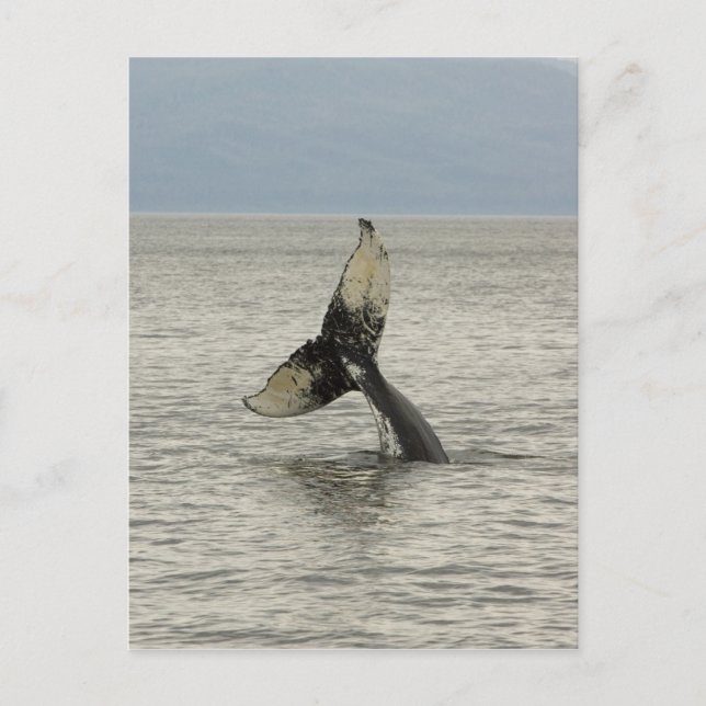 Postal Norteamérica, los E.E.U.U., AK, paso interior. (Anverso)