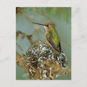 Postal Norteamérica, los E.E.U.U., Alaska. Pájaro rufo