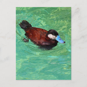 Postal Norteamérica Ruddy Duck III