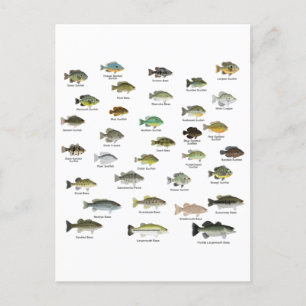 Postal North American Sunfish Group