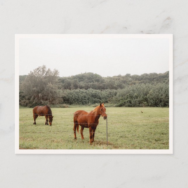 Postal North Shore Kauai Horses Hawaii  (Anverso)