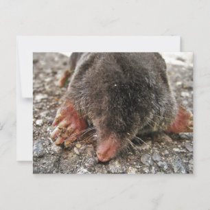 Postal Northern Broadfoot Mole