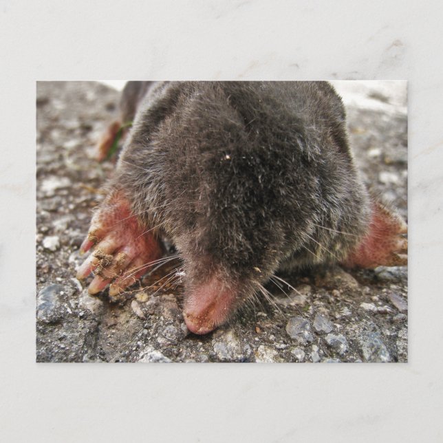 Postal Northern Broadfoot Mole (Anverso)