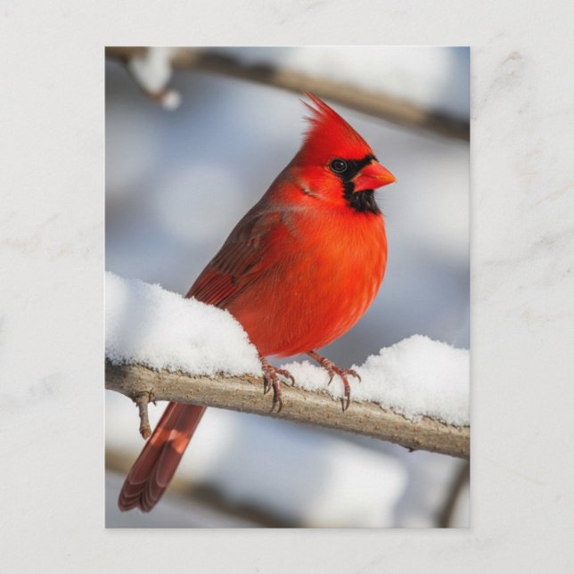Postal Northern Cardinal (Anverso)