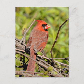 Postal Northern Cardinal In Michigan