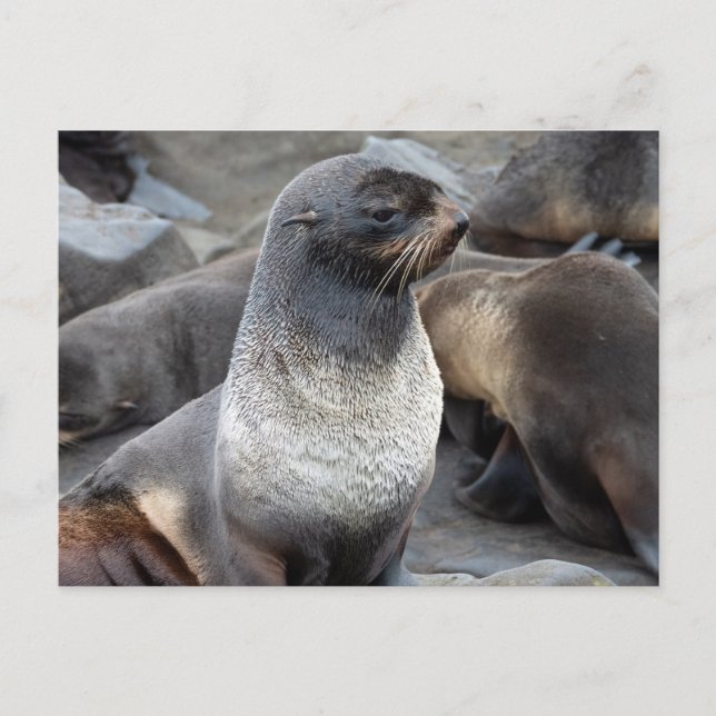 Postal Northern Fur Seal, Alaska (Anverso)