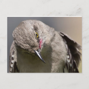 Postal Northern Mockingbird toma un Arco Ropa y Regalos