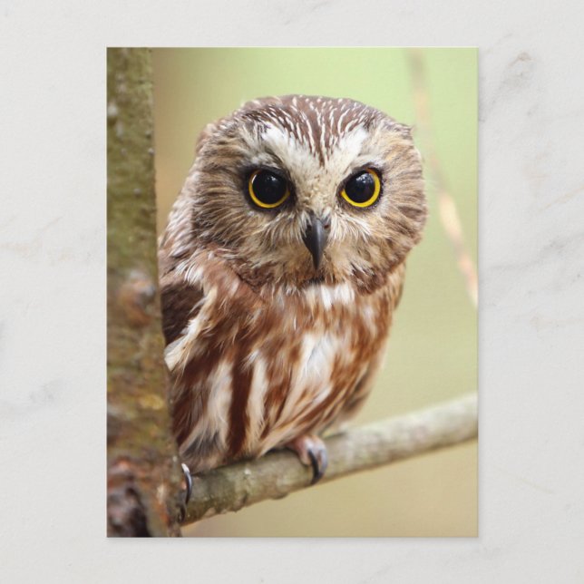 Postal Northern Saw whet Owl (Aegolius acadicus) (Anverso)