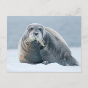 Postal Noruega, archipiélago de Svalbard, Spitsbergen 4