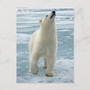 Postal Noruega, Archipiélago de Svalbard, Spitsbergen 8