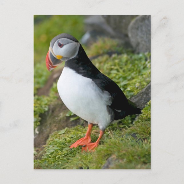 Postal Noruega, Archipiélago Svalbard, Spitsbergen 9 (Anverso)