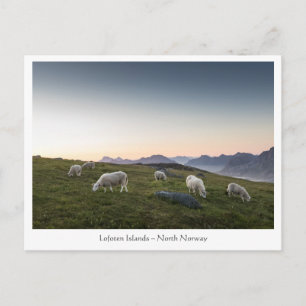 Postal Noruega Lofoten Sheep