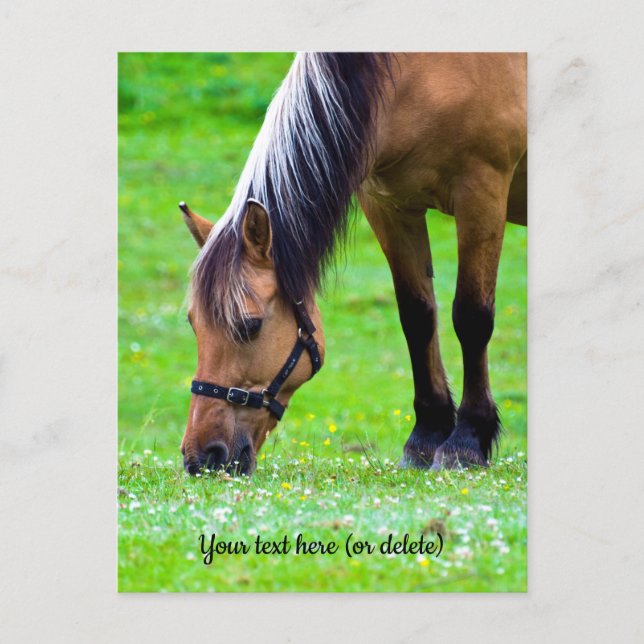 Postal Norwegian Fjord Horse Postcard (Anverso)