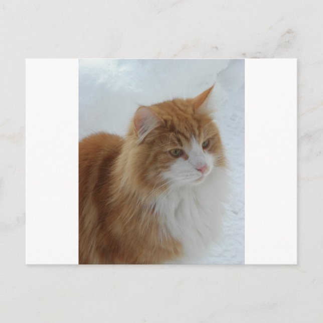 Postal Norwegian_Forest_Cat (Anverso)