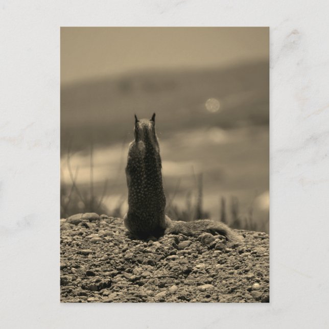 Postal Nosferatu Squirrel (Anverso)