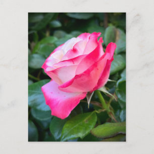 Postal Nostalgia Rosa