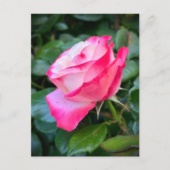 Postal Nostalgia Rosa (Anverso)