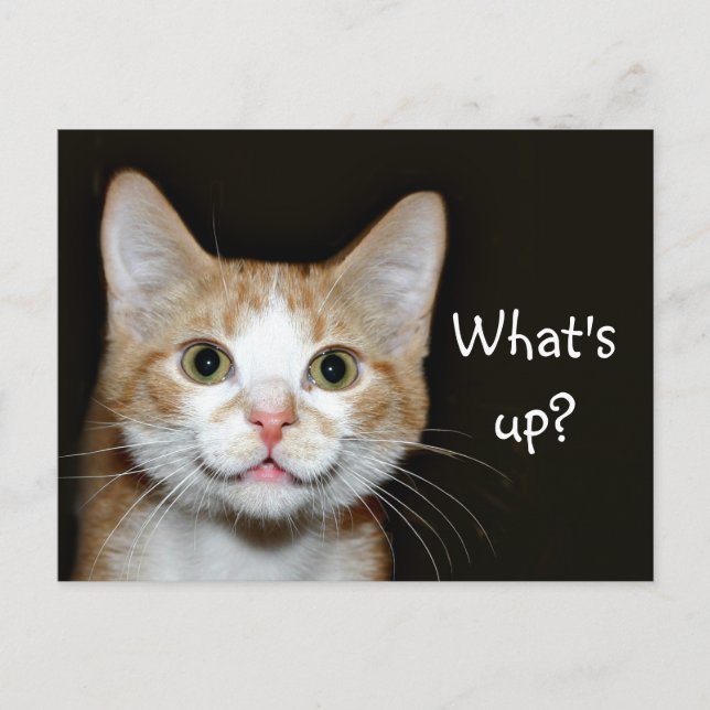 Postal Nosy cat (Anverso)