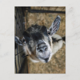 Postal Nosy Goat mirando hacia arriba