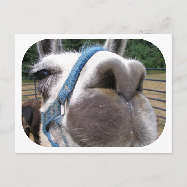 Postal Nosy Llama (Anverso)