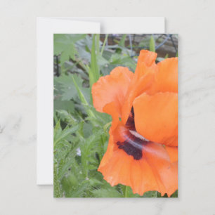 Postal Notecard